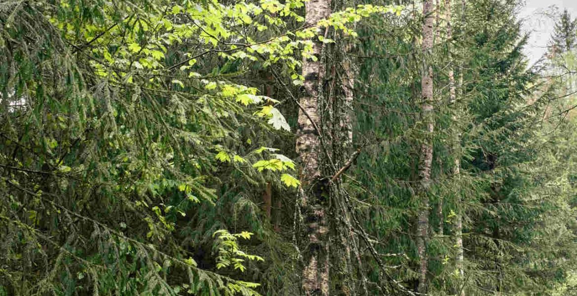 Las w Łotwie. Źródło: Ingka Group.