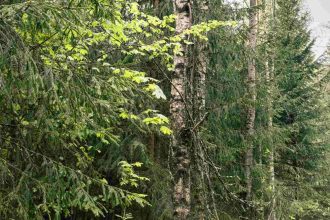 Las w Łotwie. Źródło: Ingka Group.