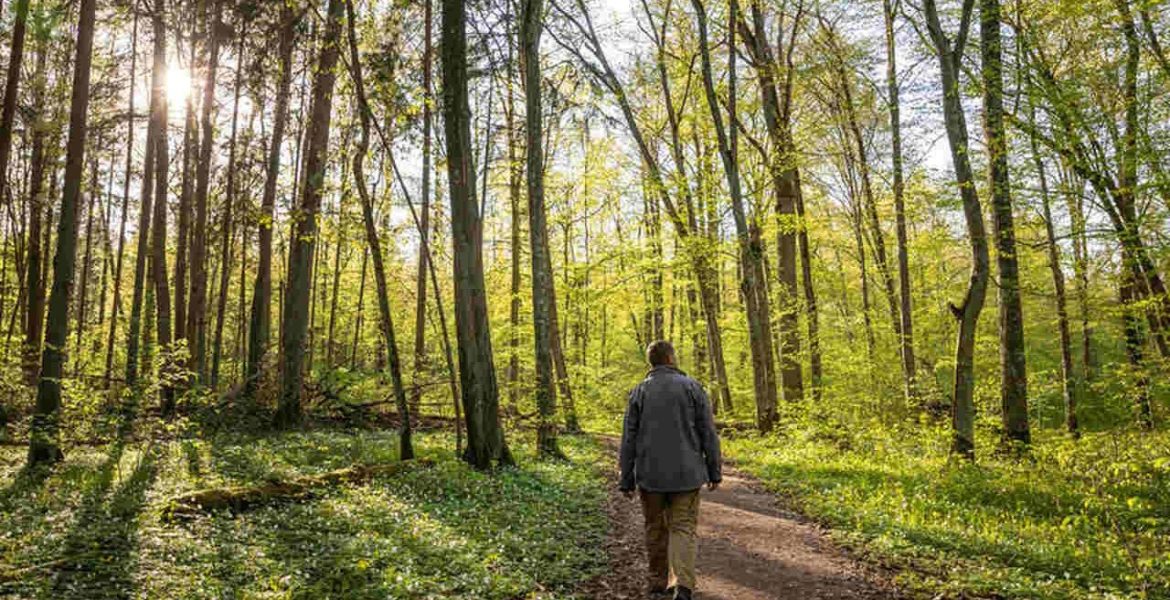 Źródło: FSC Polska.