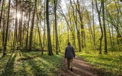 Źródło: FSC Polska.