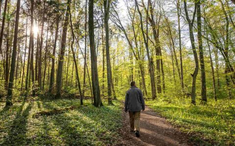 Źródło: FSC Polska.