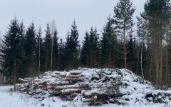 Zimowy las (zdjęcie ilustracyjne).