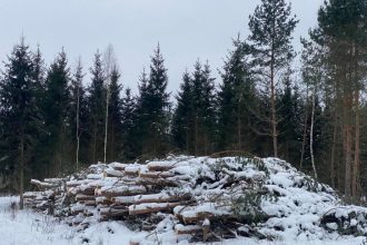 Zimowy las (zdjęcie ilustracyjne).