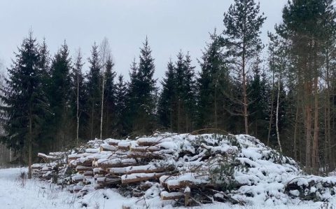 Zimowy las (zdjęcie ilustracyjne).