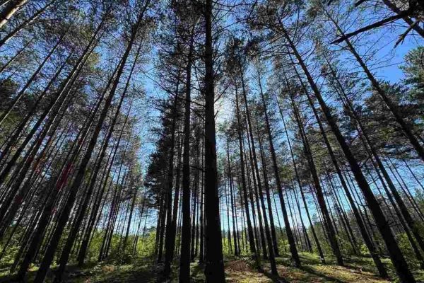 Widok na las w Nadleśnictwie Krynki (woj. podlaskie).