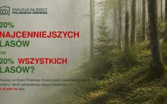 Koalicja na Rzecz Polskiego Drewna pyta o podstawę prawną, analizy i skutki gospodarcze decyzji obejmujących 1,43 mln ha lasu.